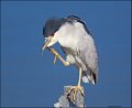 _5SB5040 black-crowned night-heron